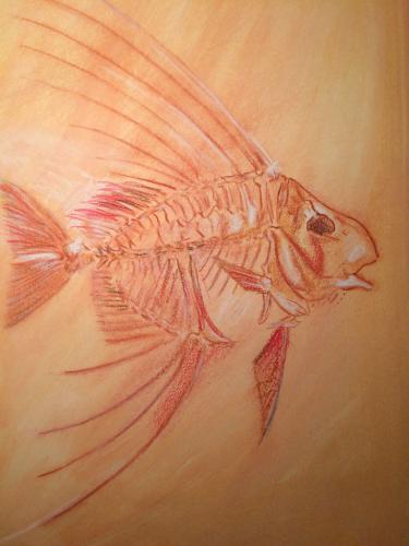 POISSON ROUGE pastel craie sur papier 50x39